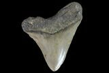 Fossil Megalodon Tooth - North Carolina #92434-1